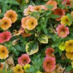 7 Petunien und Petchoa für Terrasse oder Garten