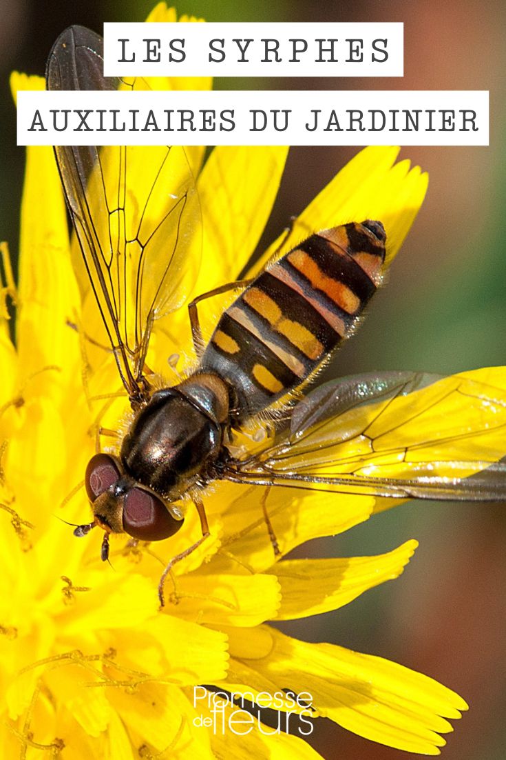 Schwebfliege - Nützliches Insekt