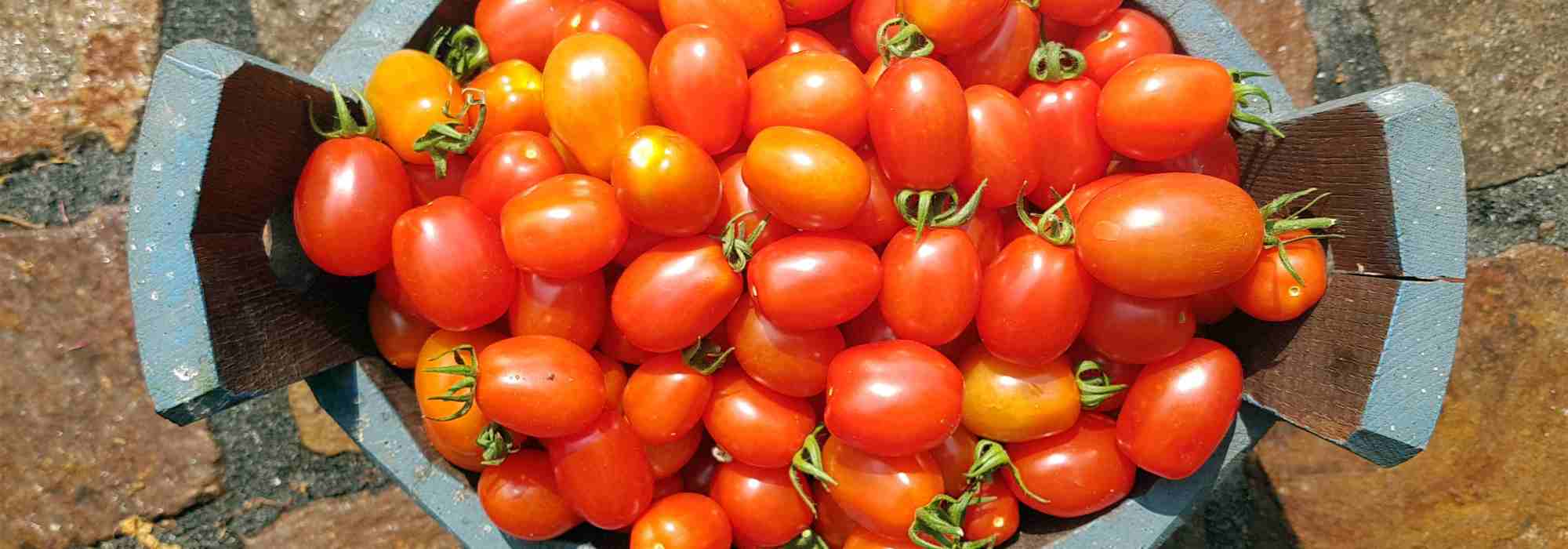 F1-Tomaten: Was bedeutet das?