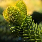 Araukarie - Affenbaum: Pflanzen und Pflegen