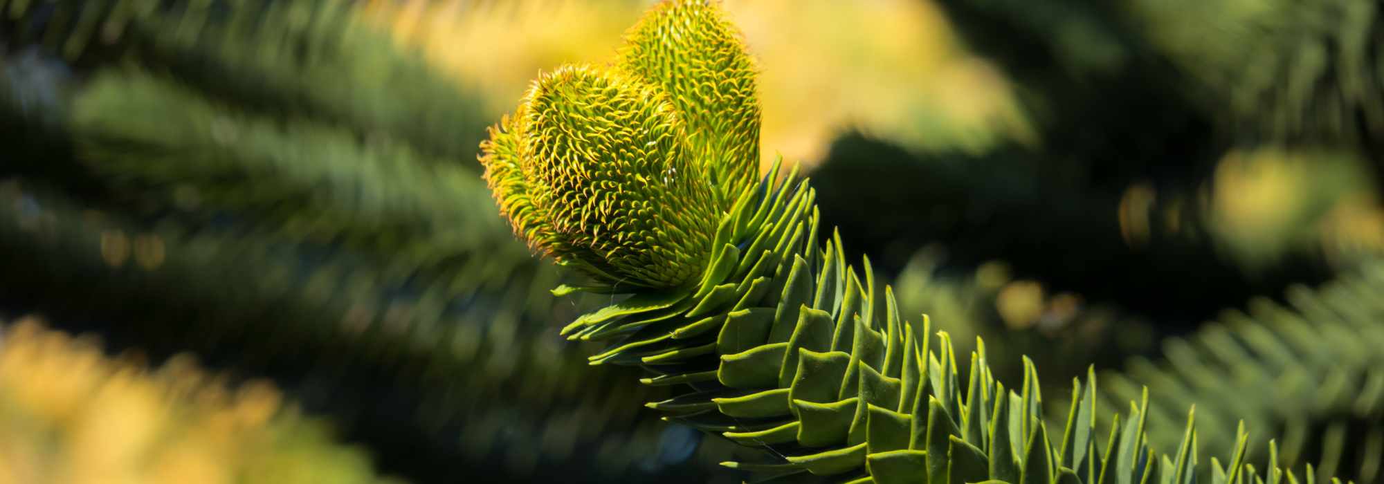 Araucaria - Chilenische Araukarie: Pflanzen und Pflegen