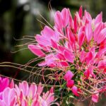 5 Spinnenpflanzen mit rosa Blüten für den Garten
