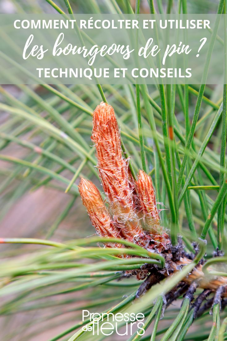 Kiefernknospen Phytotherapie