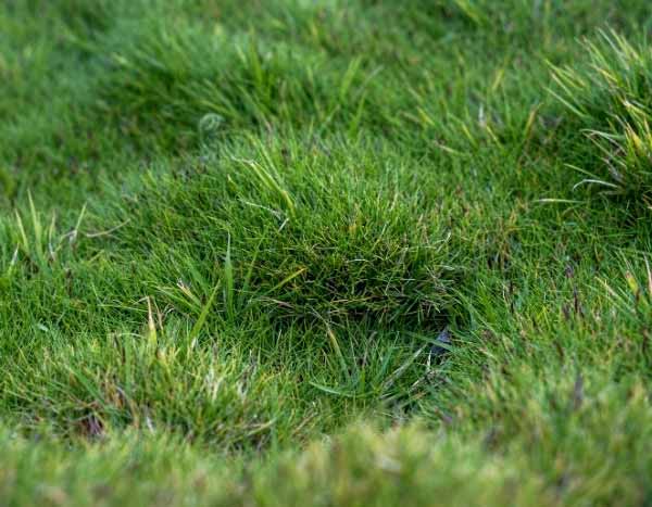 Zoysia vermehren
