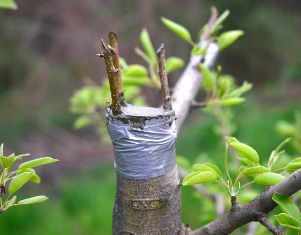 Veredelten Baum kaufen: Pro und Contra?
