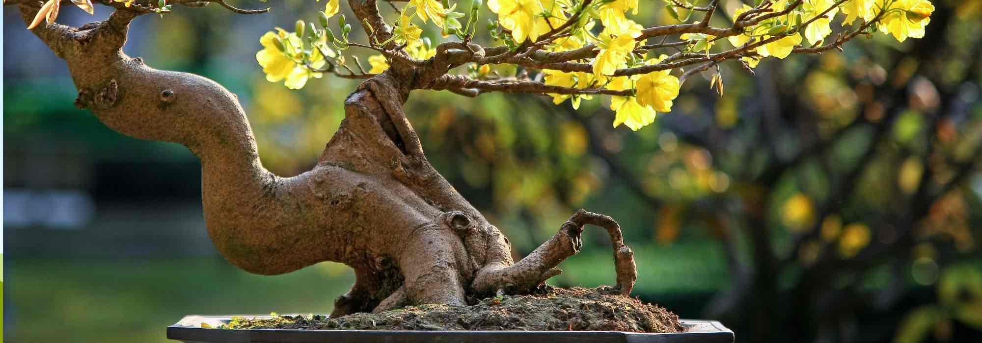 Bonsai pflegen?