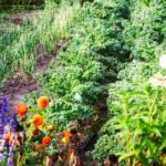Blumen im Permakultur-Gemüsegarten: unverzichtbar