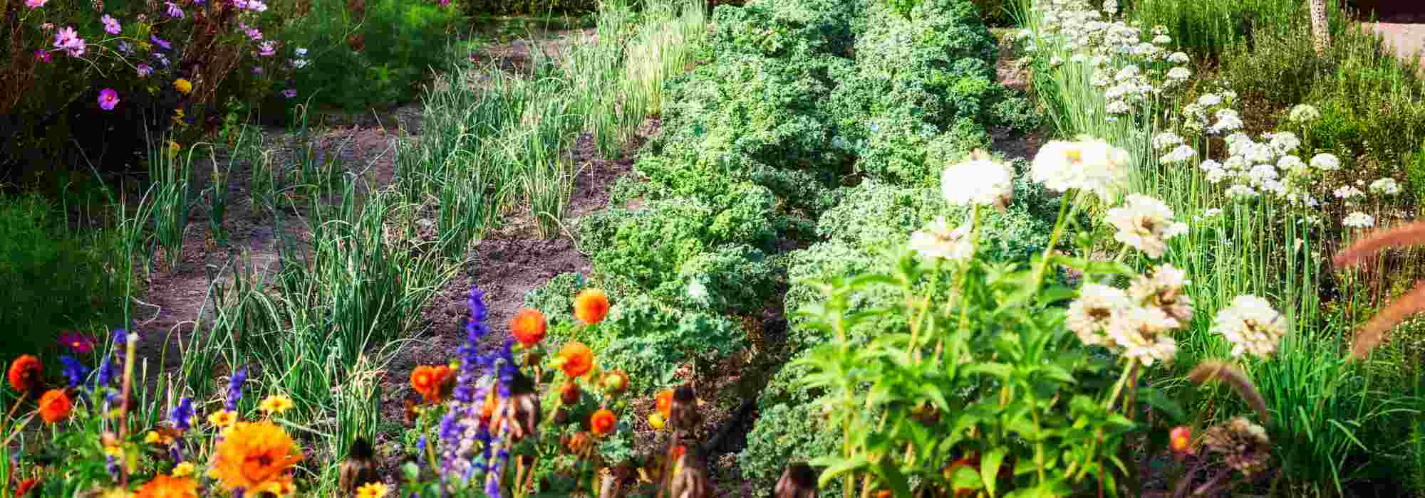 Blumen im Permakultur-Gemüsegarten: unverzichtbar