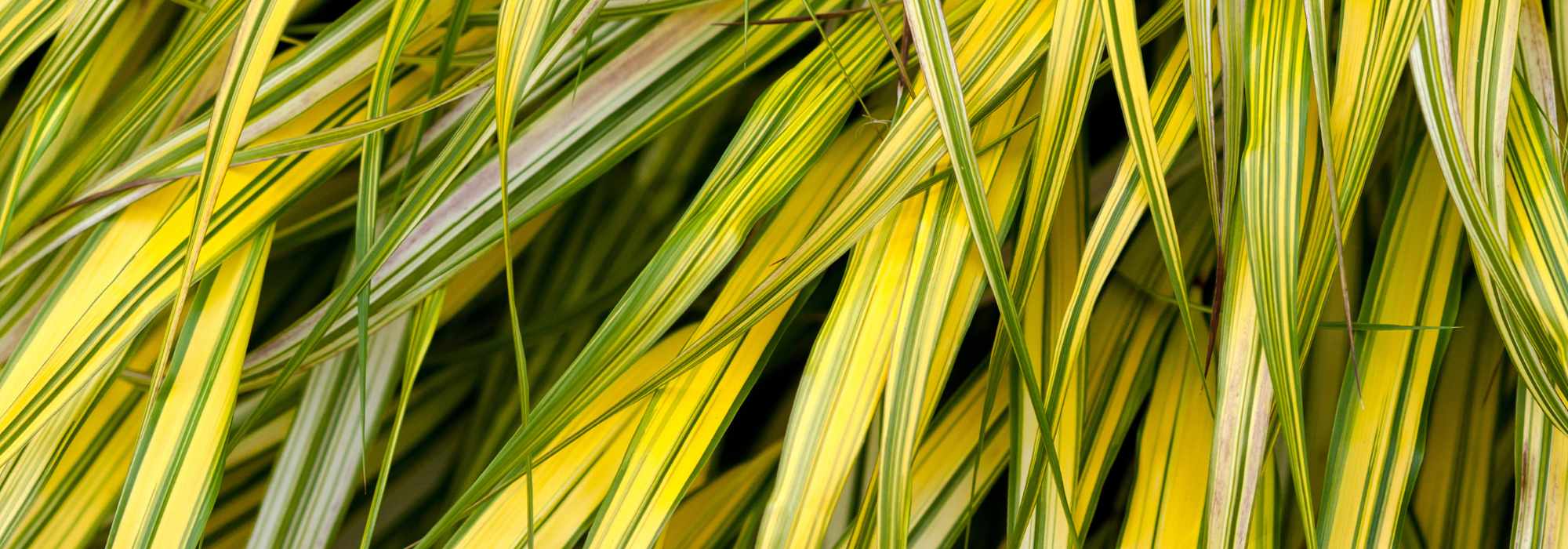 5 Gräser mit panaschiertem Laub