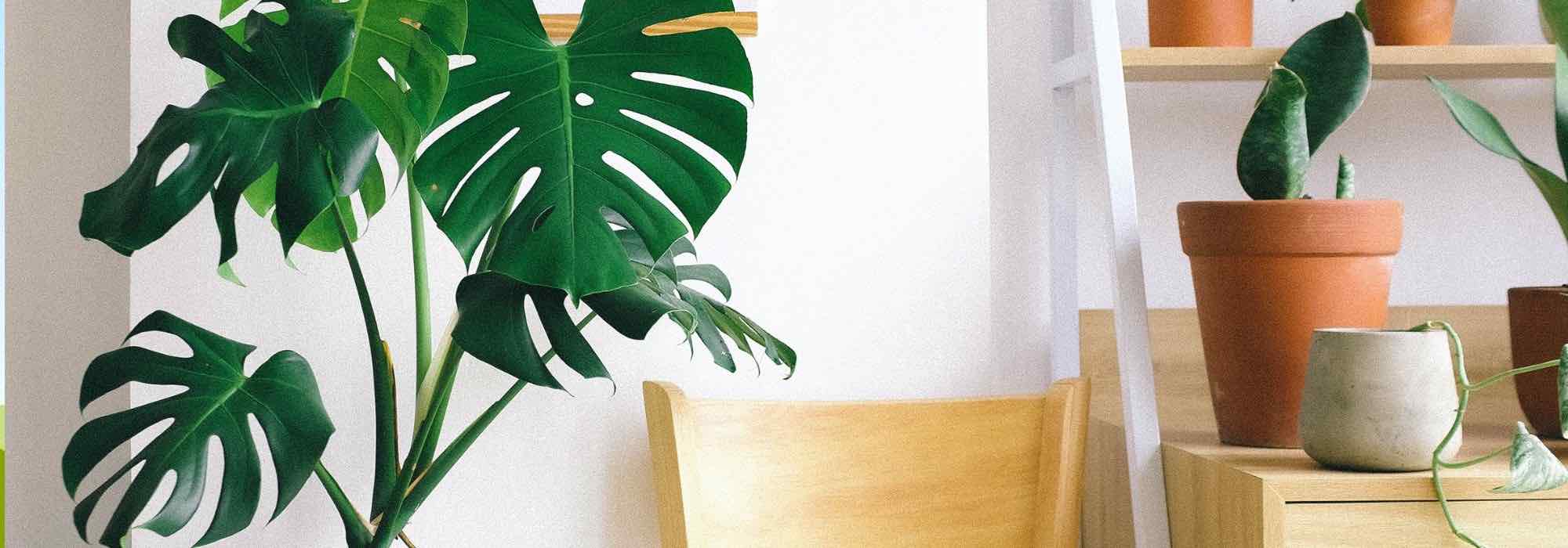 Großes Fensterblatt kultivieren?