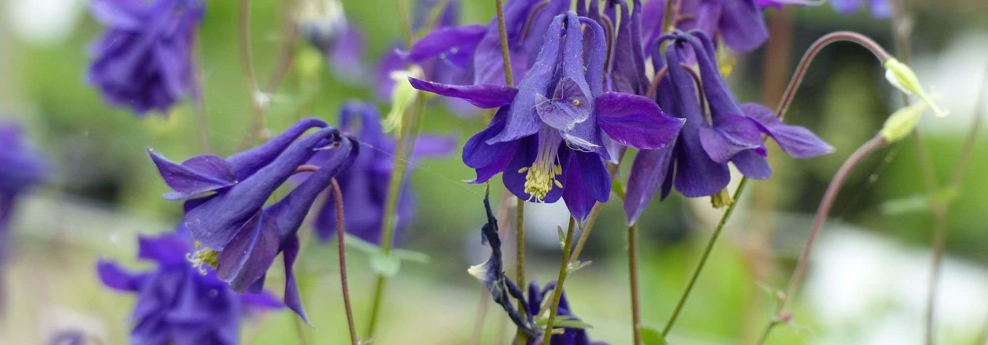 9 Wildstauden für den Naturgarten