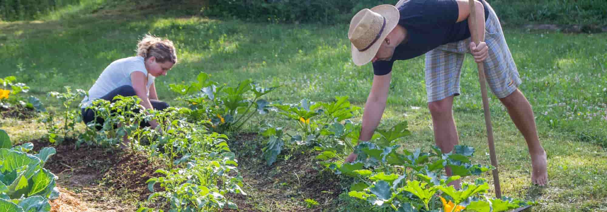 Permakultur-Gemüsegarten: Wo anfangen?