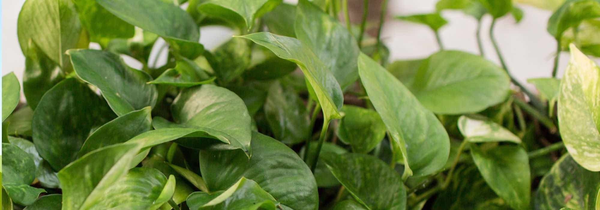 Pothos kultivieren?