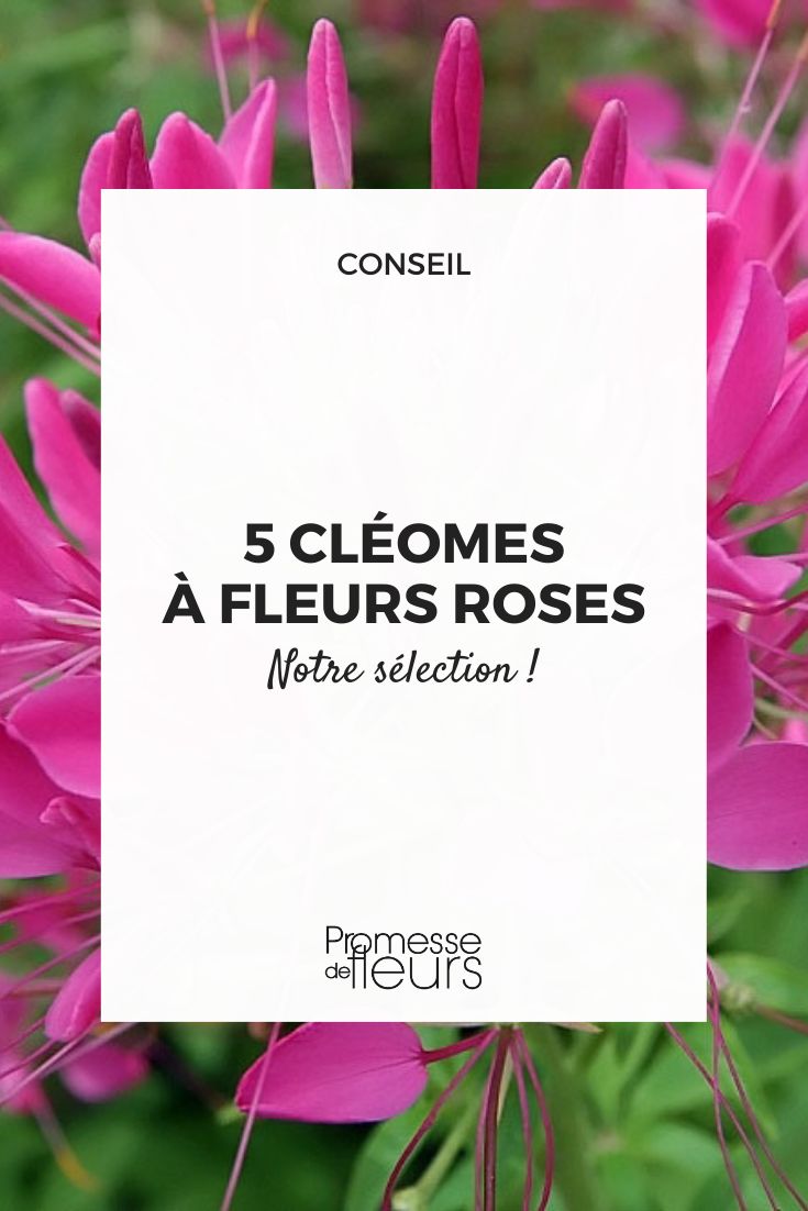 Cleome, die man im Garten haben sollte