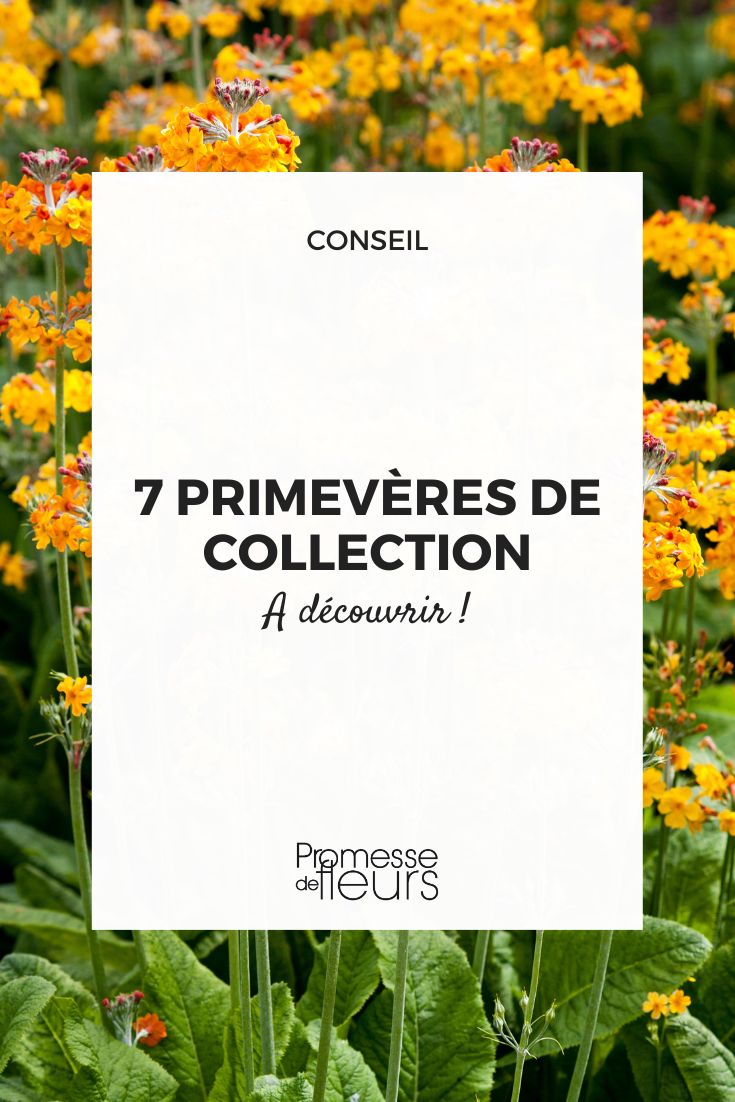Primel