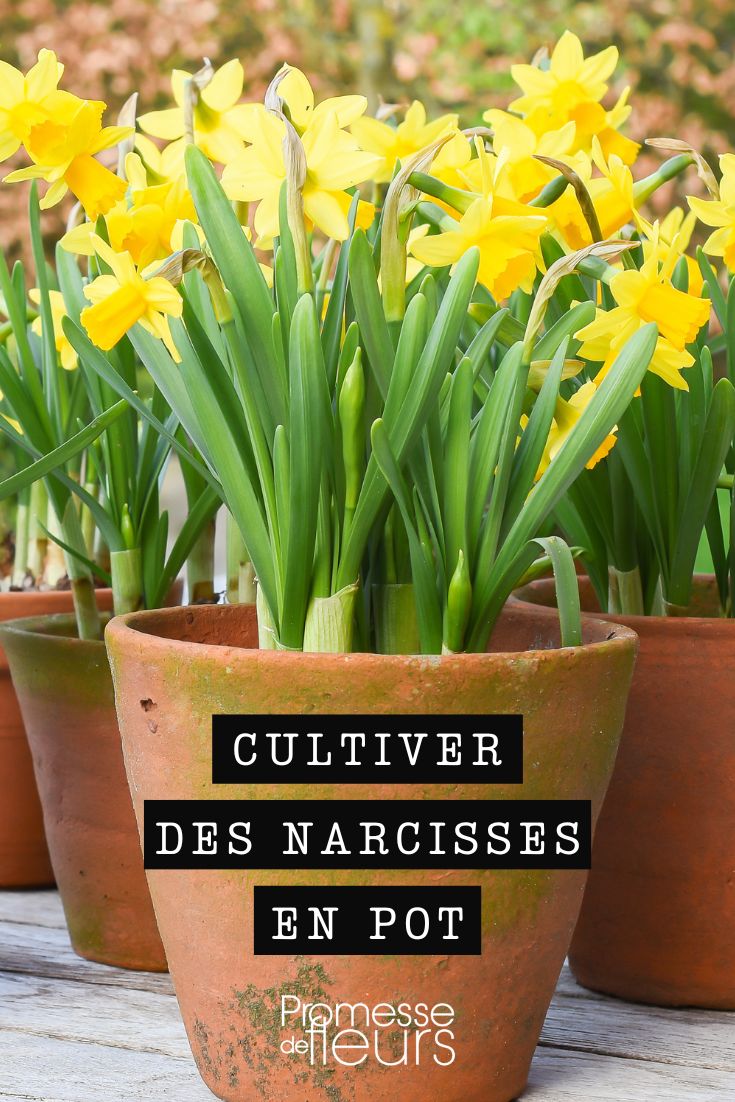 Narzissen im Topf kultivieren