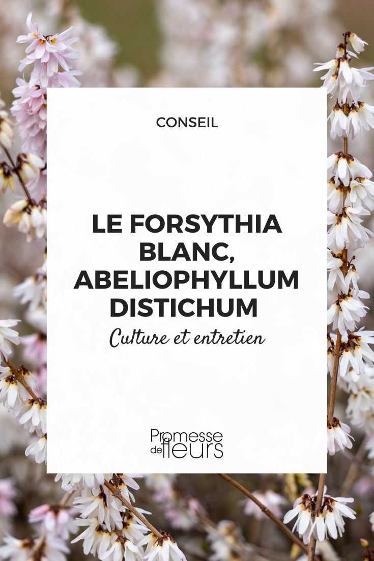 Weißer Forsythie: Pflege und Kultivierung