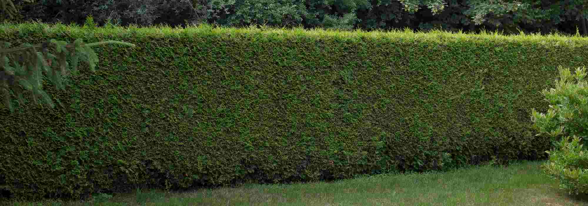 Lärmschutzhecke pflanzen