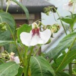Ausdauernde Impatiens: Pflanzung und Pflege