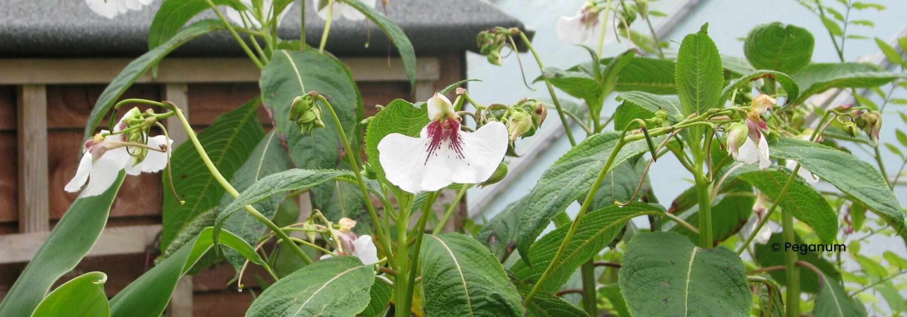 Ausdauernde Impatiens: Pflanzung und Pflege