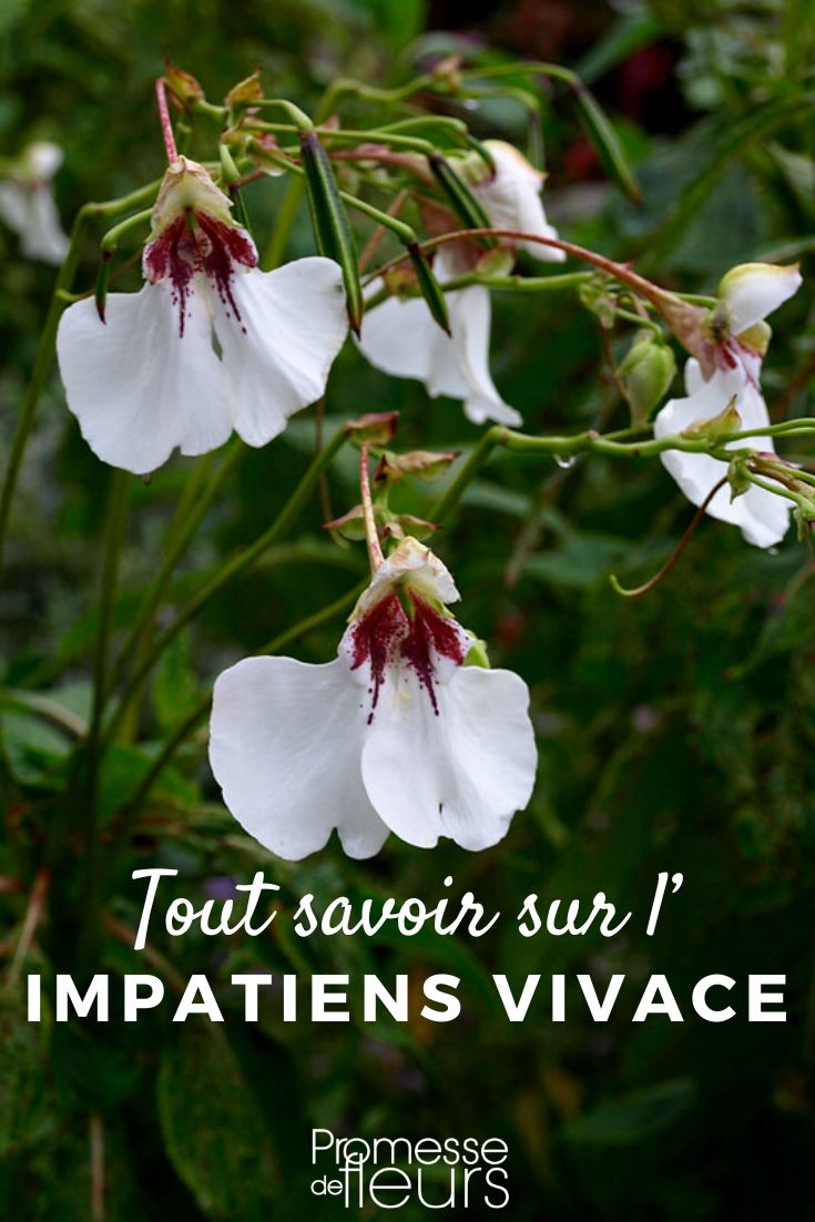 Impatiens mehrjährig: Pflanzung und Pflege ©Scott Zona Flickr Impatiens tinctoria ©Scott Zona Flickr