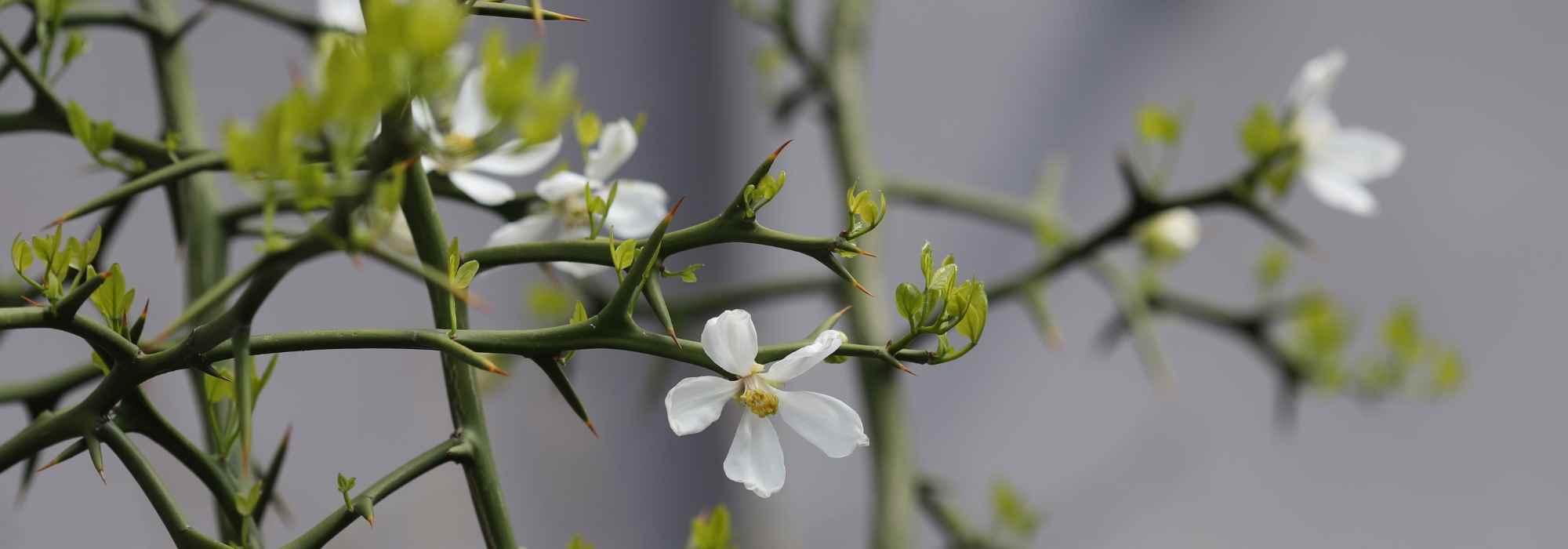 Dekorative, stachelige Pflanzen für originelle Gärten