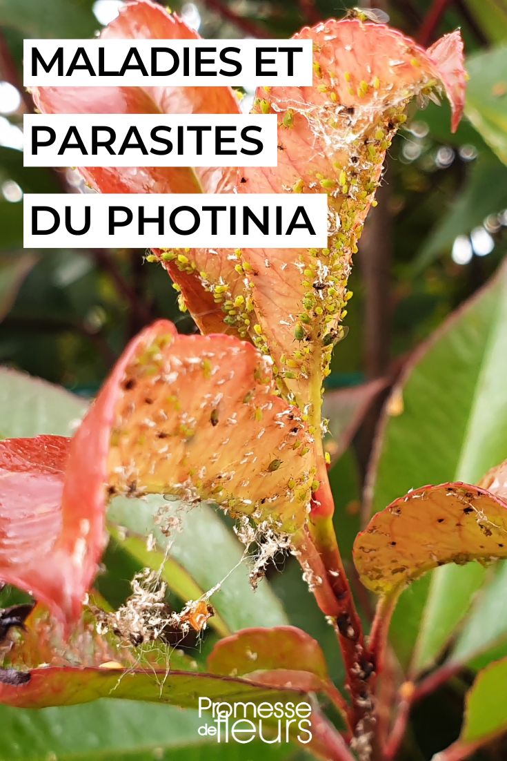 Photinie
