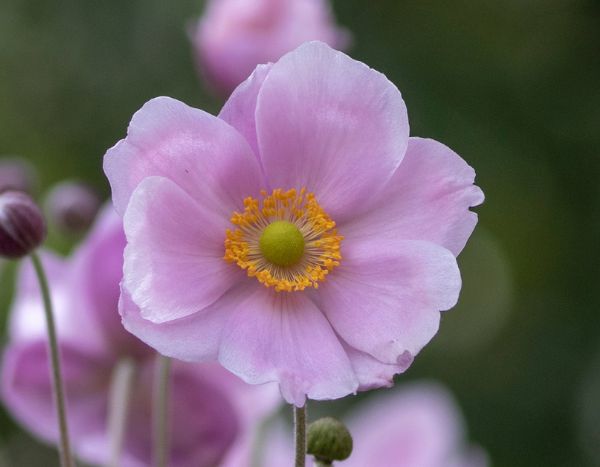 Japan-Herbst-Anemone: Wurzelstecklinge