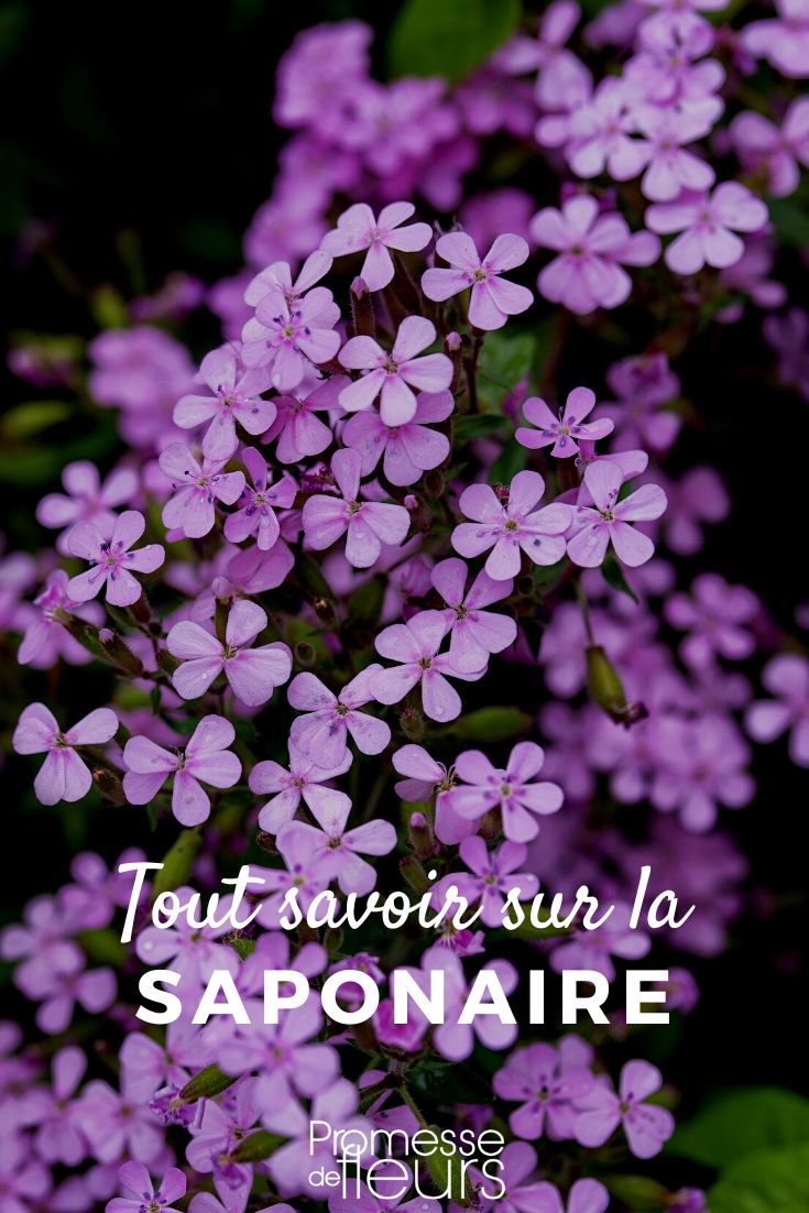 Pinterest - Pflanzensteckbriefe Alles Wissenswerte (1)