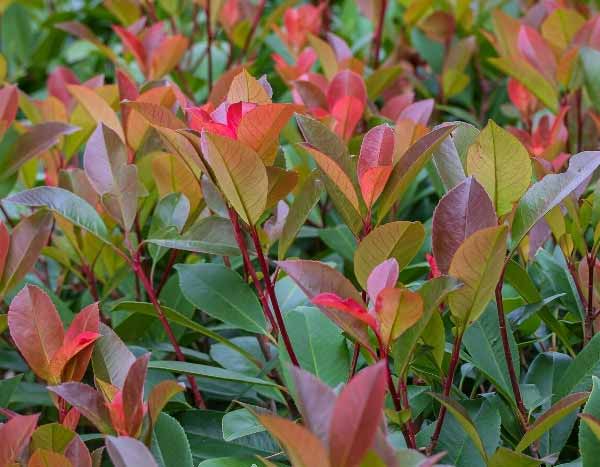Photinia-Stecklinge ziehen?