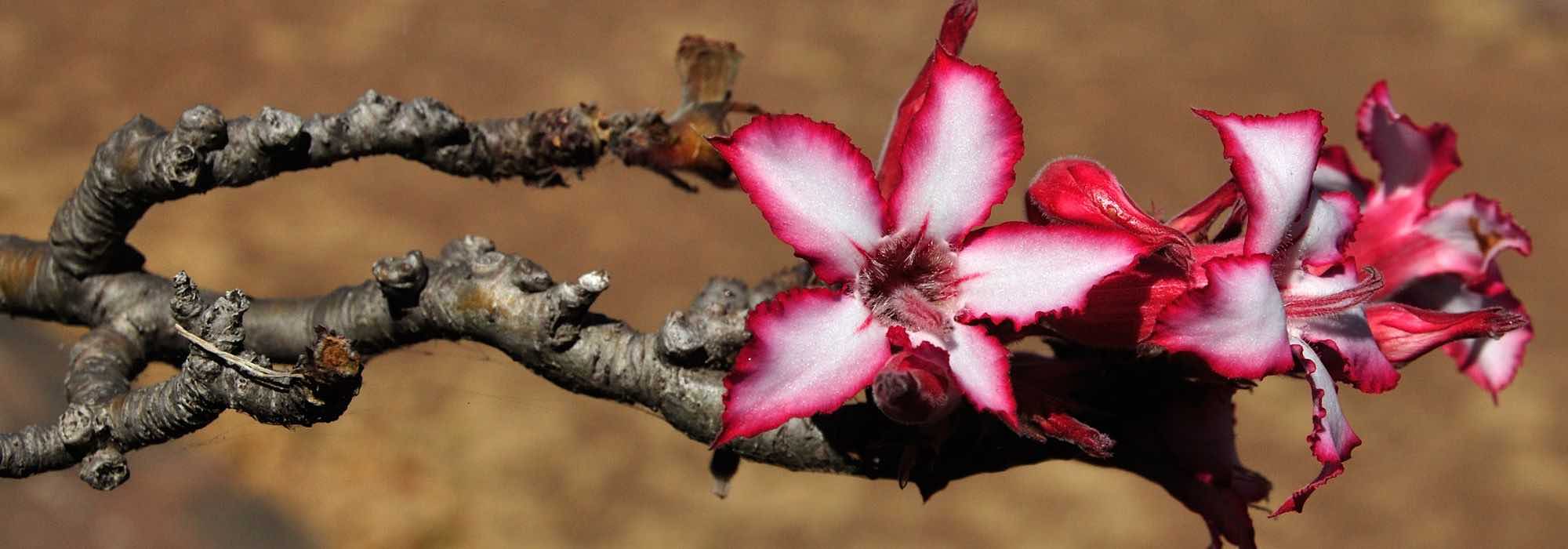 Wüstenrose kultivieren?