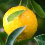 Zitrusfrüchte: So gibt es Früchte?