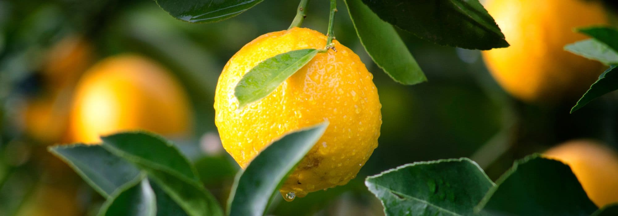 Zitrusfrüchte: So gibt es Früchte?