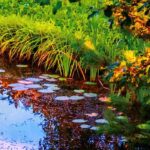 Gartenteich im Herbst pflegen