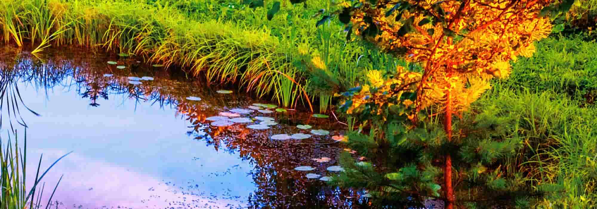 Gartenteich im Herbst pflegen
