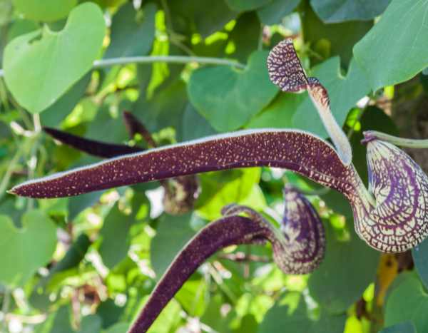 Aristolochia vermehren: Tipps für Stecklinge