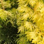 7 goldene Koniferen für den Steingarten