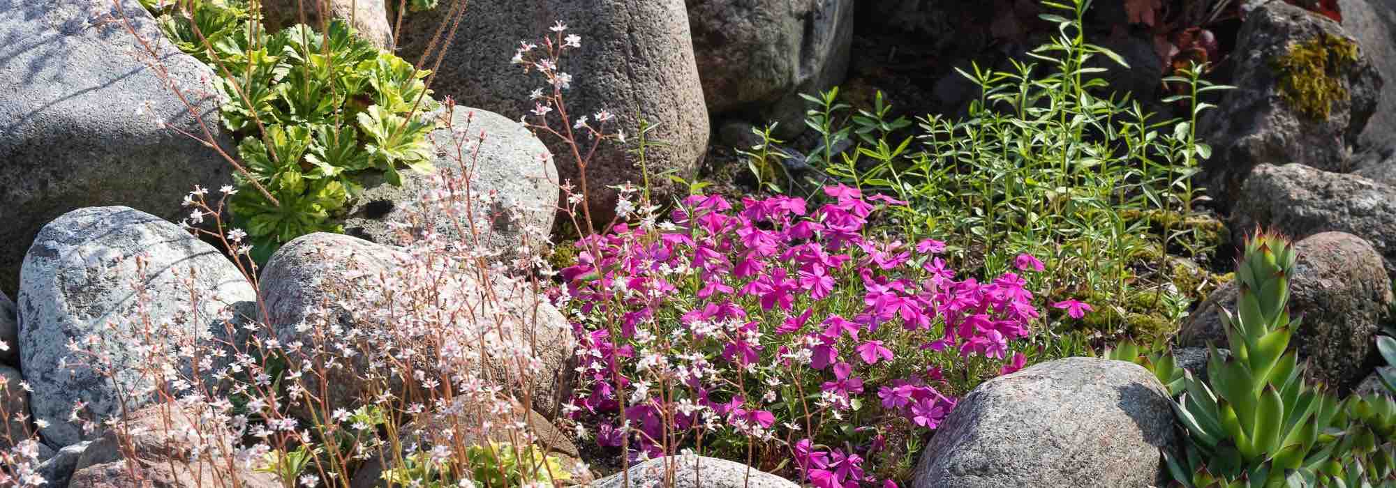 Alpinum anlegen