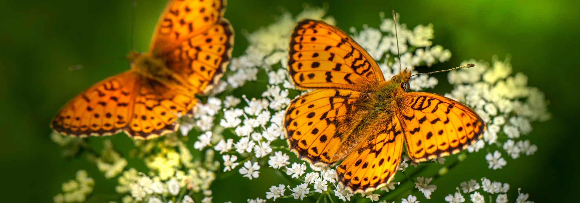 Lieblingsblumen der Schmetterlinge