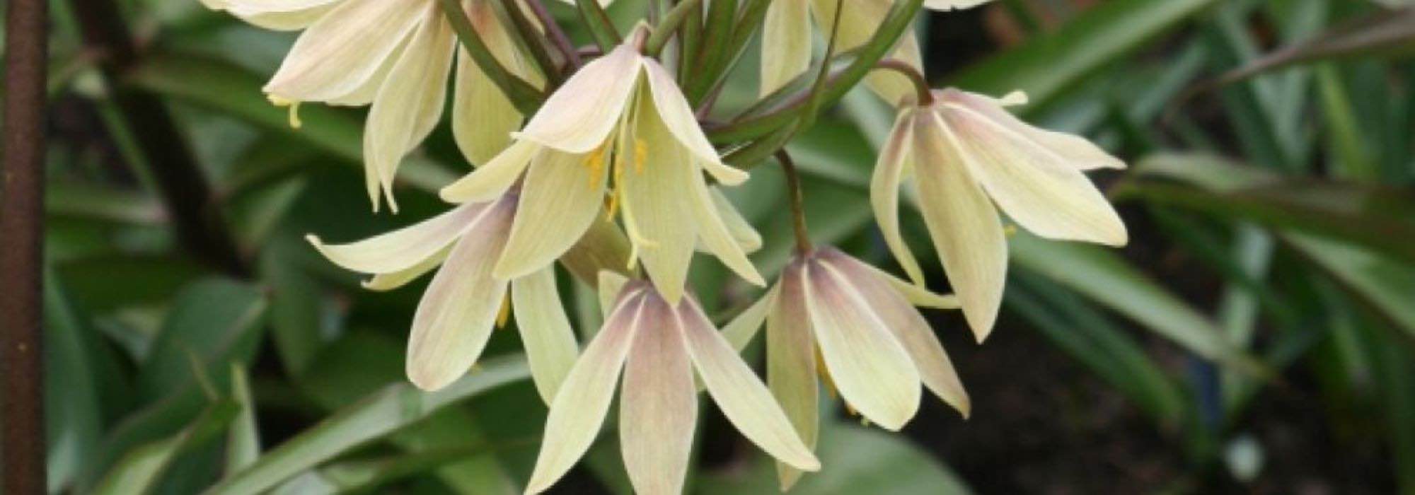 Schachblume wählen?