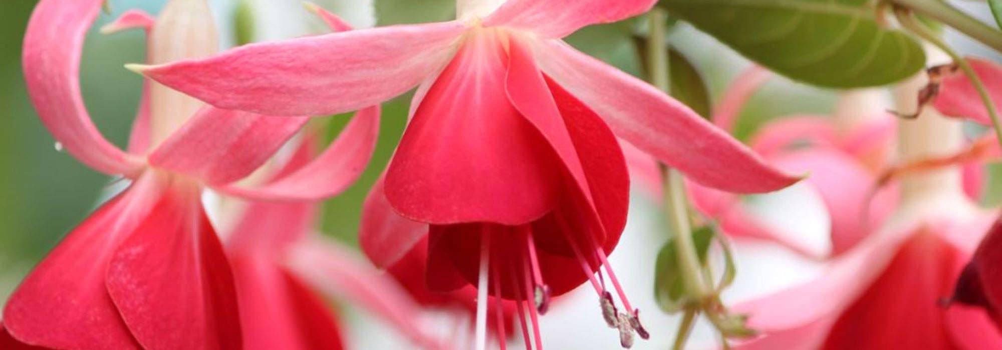 Fuchsien: beste Sorten für den Topf