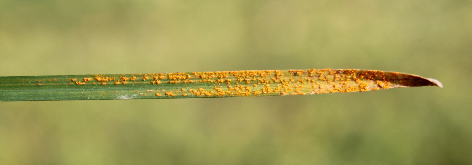 Krankheiten und Parasiten bei Ziergräsern