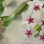 Hoya kultivieren