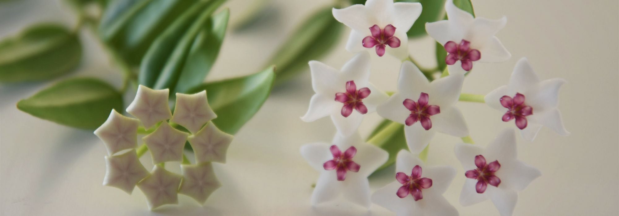 Hoya kultivieren