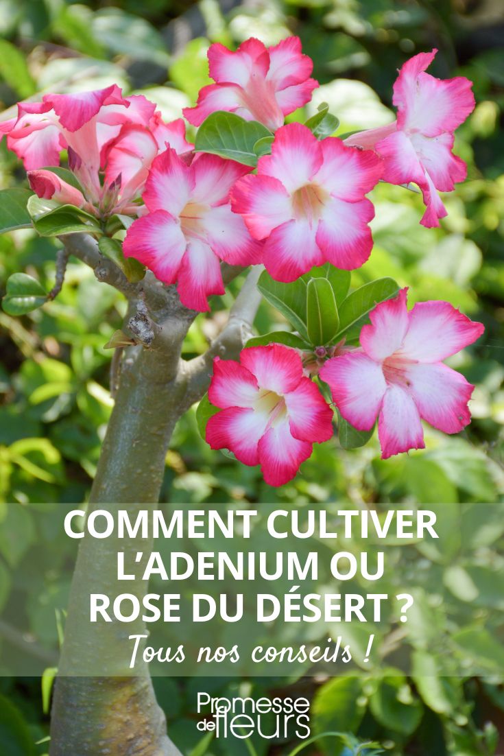 # Adenium obesum - Wüstenrose: Pflanzen und Pflege

## Standort und Pflanzung
- **Sonniger Standort**: Die Wüstenrose liebt volle Sonne, mindestens 6 Stunden täglich
- **Durchlässiges Substrat**: Verwenden Sie Kakteenerde oder mischen Sie Blumenerde mit Sand/Perlit (Verhältnis 1:1)
- **Pflanzgefäß**: Wählen Sie einen Topf mit Drainagelöchern, um Staunässe zu vermeiden

## Gießen und Düngen
- **Mäßig gießen**: Nur wenn die oberste Erdschicht trocken ist (im Winter fast gar nicht)
- **Dünger**: Von März bis September alle 2 Wochen mit Kakteendünger versorgen

## Überwinterung
- **Kühl und trocken**: Bei 10-15°C an einem hellen Ort überwintern
- **Wenig gießen**: Nur sporadisch, um ein Austrocknen zu verhindern

## Besonderheiten
- **Giftig**: Alle Pflanzenteile sind giftig - Vorsicht bei Kindern und Haustieren!
- **Sukkulenter Stamm**: Speichert Wasser für Trockenperioden

Tipp: Die Wüstenrose blüht besonders üppig, wenn sie etwas beengt im Topf steht. Umtopfen ist nur alle 2-3 Jahre nötig.