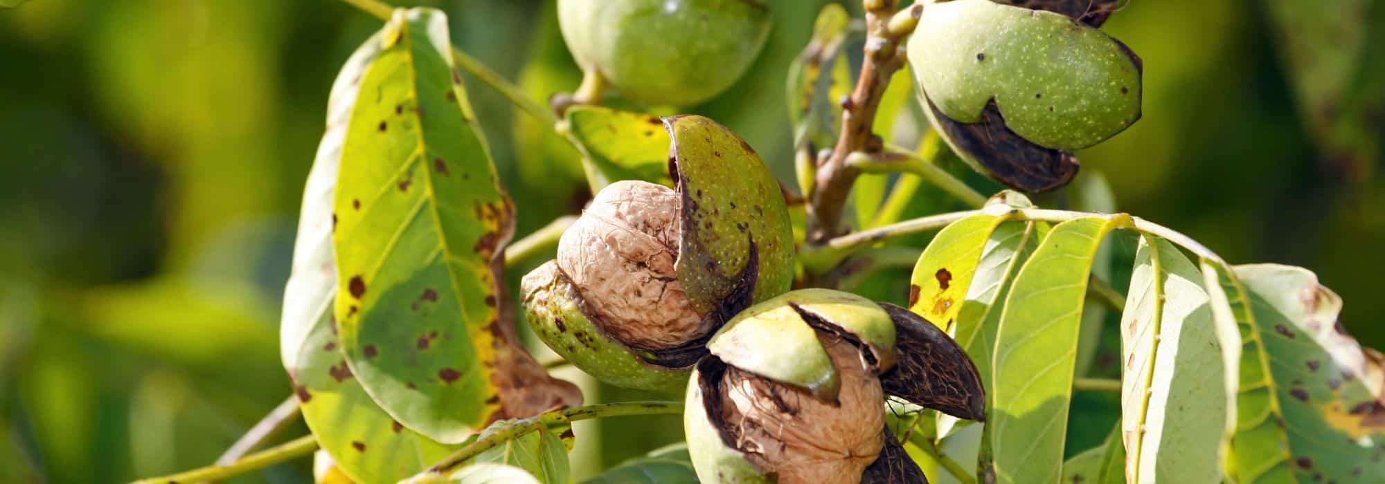Warum trägt mein Walnussbaum keine Früchte?