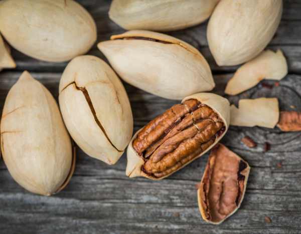 Ernte und Lagerung von Pekannüssen: Tipps