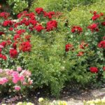 5 Rosen für die Wegbegrenzung