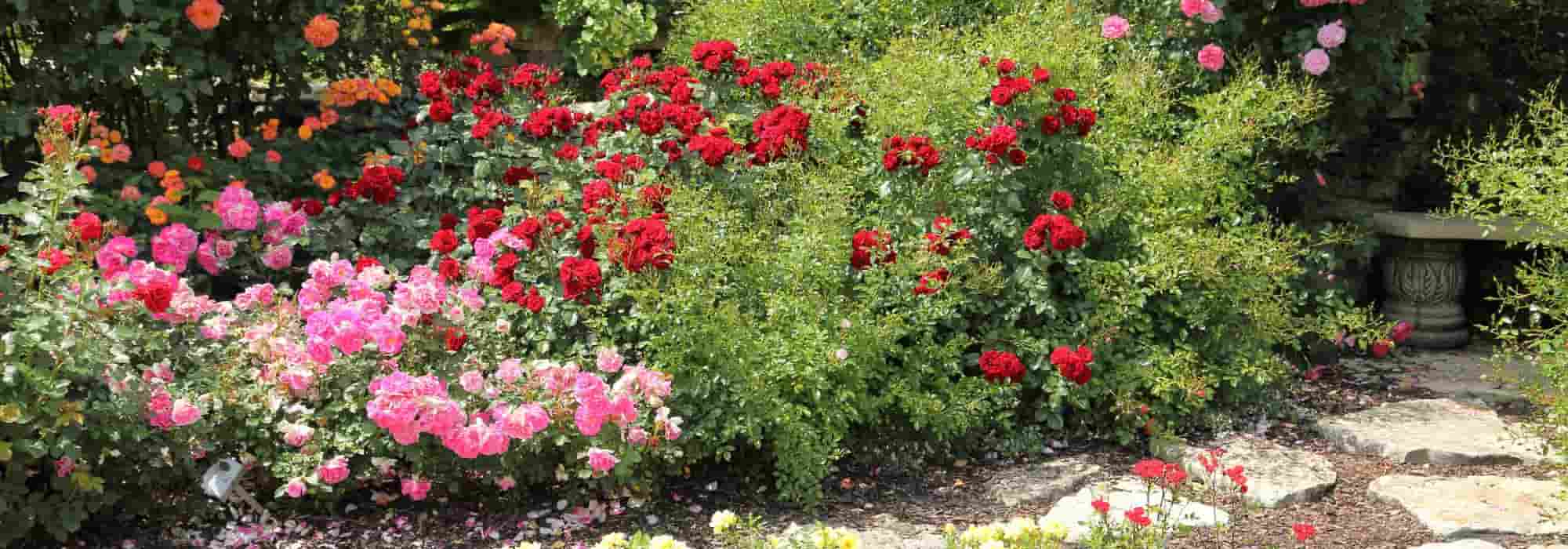 5 Rosen für die Wegbegrenzung