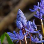 Blaustern: schönste Sorten
